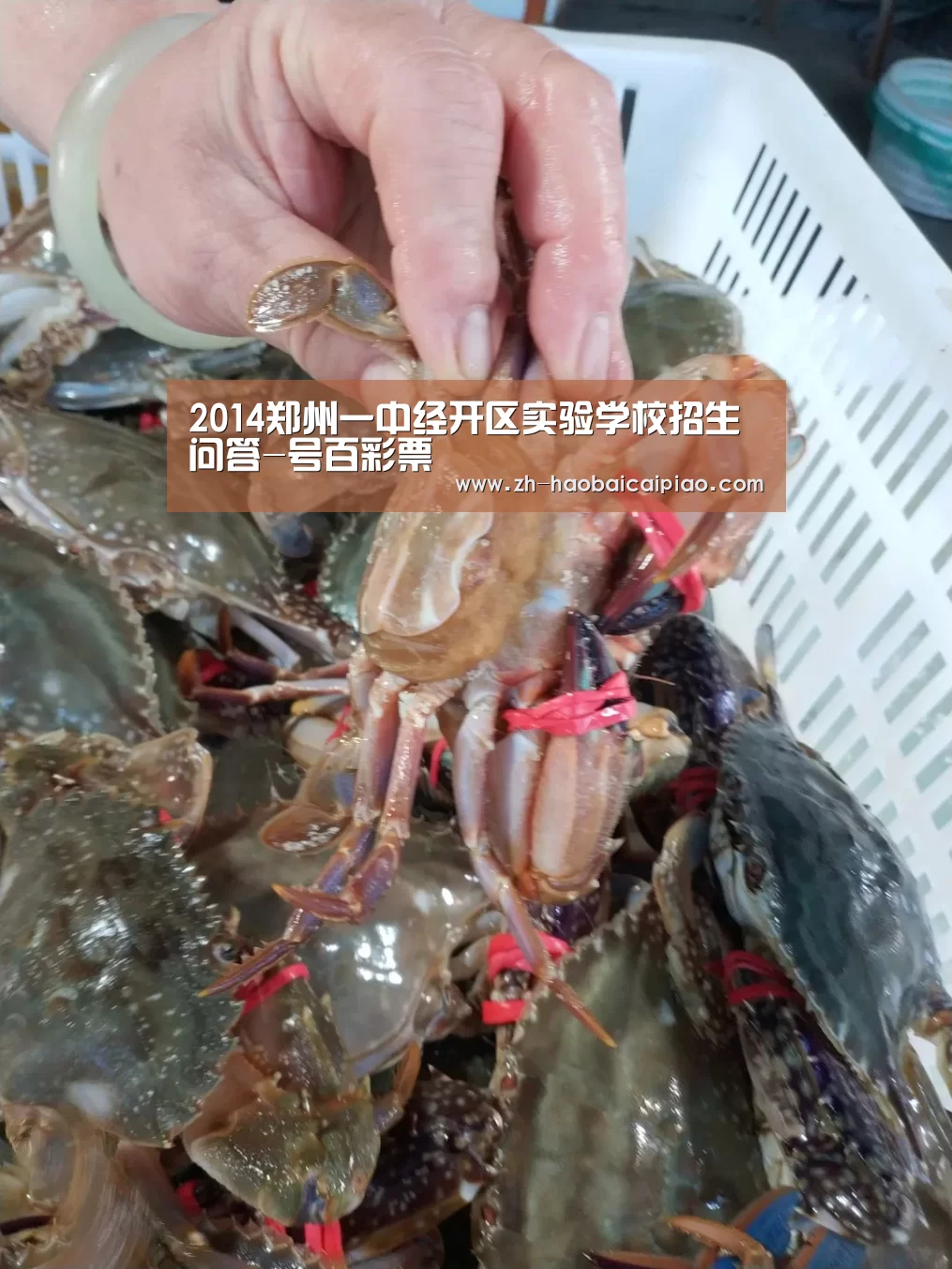 号百彩票